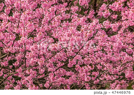 Day of seasonal flowers in full bloom.8 47446976