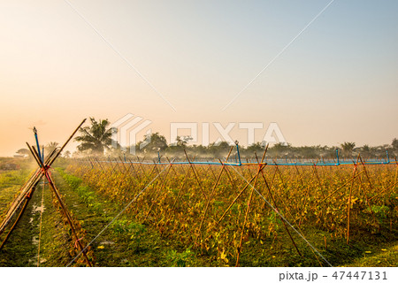 Morning in the vegetable plantation.4 Morning in the vegetable plantation.4 47447131