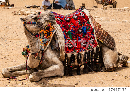 camels for Tourists and guides riding on Giza plateau in the rocky desert near cairo egypt 47447132