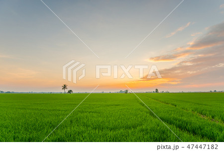 Thailand is an agricultural country.4 Thailand is an agricultural country.4 47447182