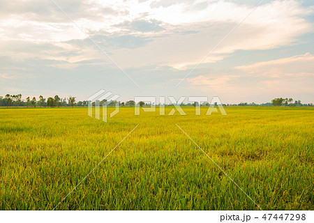 Thailand is an agricultural country. 47447298