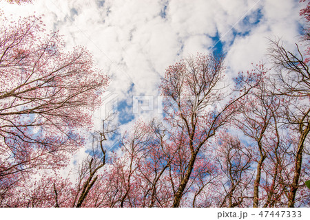 Day of seasonal flowers in full bloom.19 Day of seasonal flowers in full bloom.19 47447333