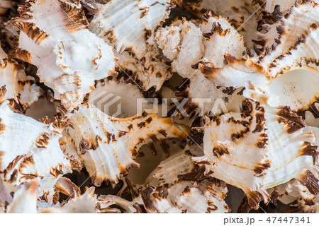 Home Decoration Items from Shell 7 47447341