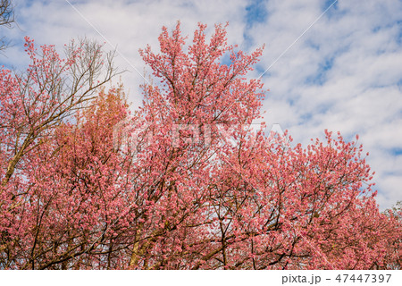 Day of seasonal flowers in full bloom.18 47447397