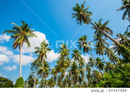 Afternoon in the garden with coconut trees.3 47447484