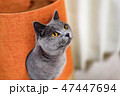 猫 47447694