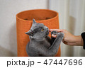 猫 47447696