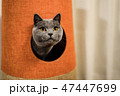 猫 47447699