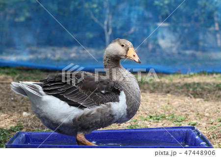 Gray goose play water  in garden 47448906