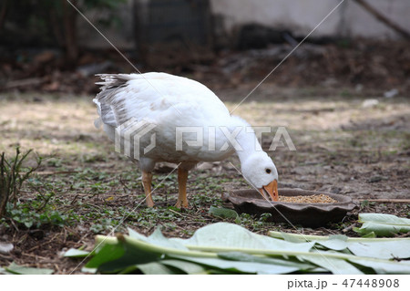 Goose eatting food in garden Goose eatting food in garden 47448908
