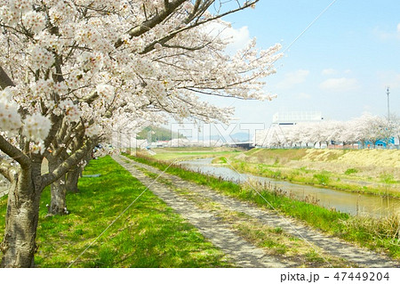 堤防と桜並木 47449204