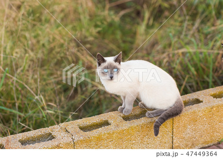 Pets and pedigree animals concept - Portrait of the siamese cat with blue eyes 47449364