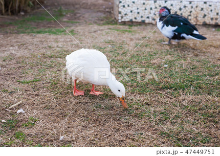 Domestic village ducks on green grass outdoors 47449751