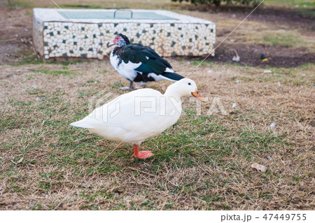 Domestic village ducks on green grass outdoors Domestic village ducks on green grass outdoors 47449755
