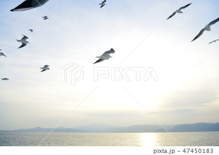 熱海の海を飛ぶ夕日に輝くカモメの群れの写真素材