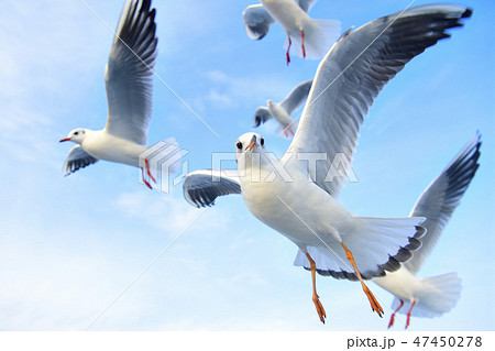 伊豆の青空を飛ぶカモメの群れ 伊豆の青空を飛ぶカモメの群れ 47450278