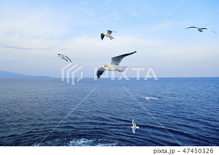 熱海の海を飛ぶカモメの群れ 熱海の海を飛ぶカモメの群れ 47450326