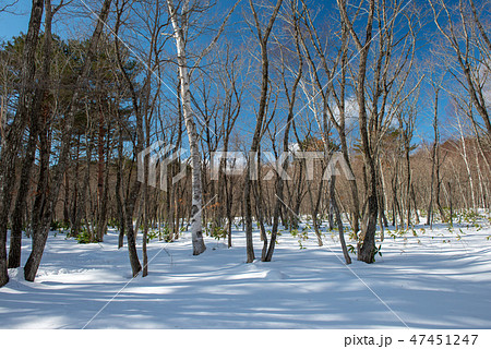 雪の自然林・エンゼルフォレスト那須白河（福島県） 47451247