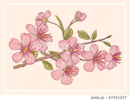 Vintage postcard with sakura. 47451257