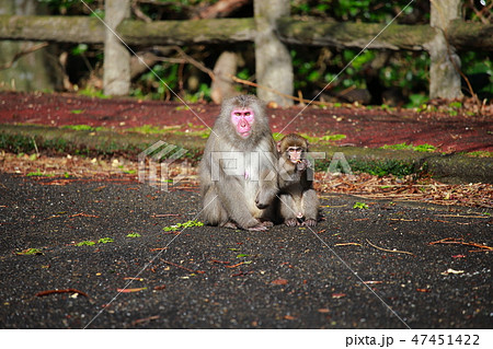 猿 猿 47451422