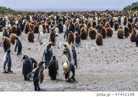 King Penguins on Salisbury plains King Penguins on Salisbury plains 47452106