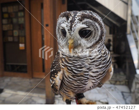 モリフクロウ モリフクロウ 47452127