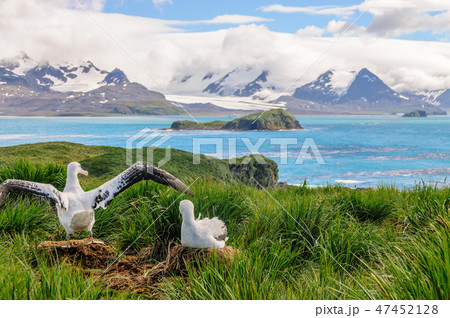 Wandering Albatross Couple on it's Nest 47452128