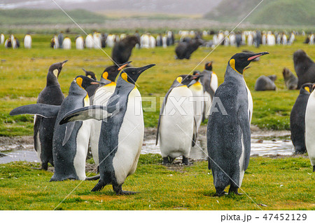 King Penguins on South Georgia King Penguins on South Georgia 47452129