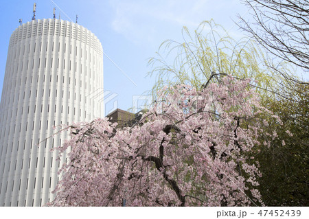 竹橋の桜 47452439