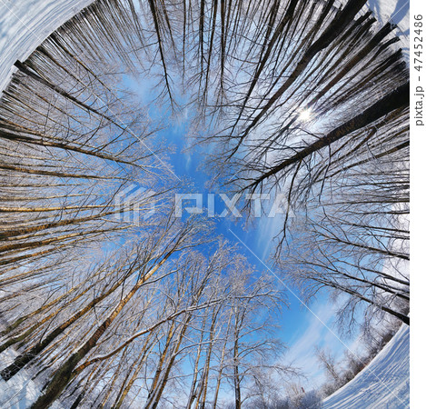 Circular panorama of winter forest, Russia Circular panorama of winter forest, Russia 47452486