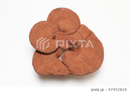 霊芝　 47452810