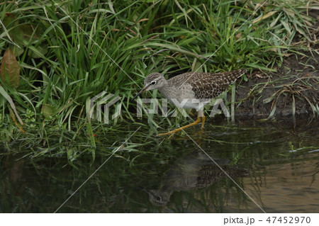 生き物 鳥類 タカブシギ、水田や川岸など浅い水深の淡水域を歩き回って小動物を捕食します 生き物 鳥類 タカブシギ、水田や川岸など浅い水深の淡水域を歩き回って小動物を捕食します 47452970