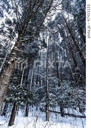 針葉樹林 47453153