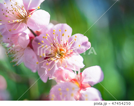 早春に咲く花梅 早春に咲く花梅 47454250