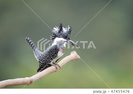 Adult male Crested kingfisher(Megaceryle lugubris) 47455476