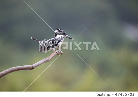Adult male Crested kingfisher(Megaceryle lugubris) 47455703