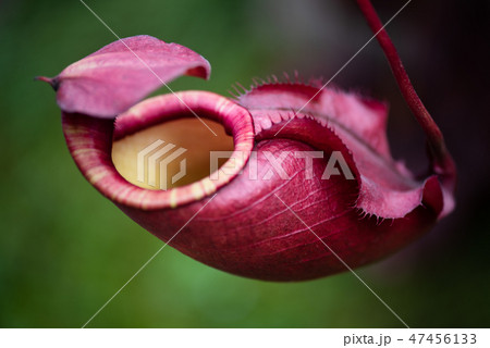 Close up of Nepenthes also called tropical pitcher 47456133