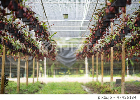 Close up of Nepenthes also called tropical pitcher 47456134