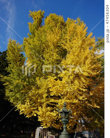 大銀杏 熊野大社 大銀杏 熊野大社 47456304