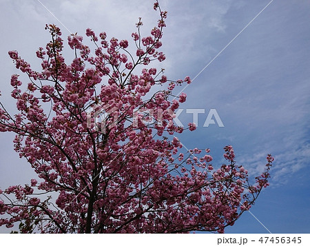 満開の八重桜と青空 満開の八重桜と青空 47456345