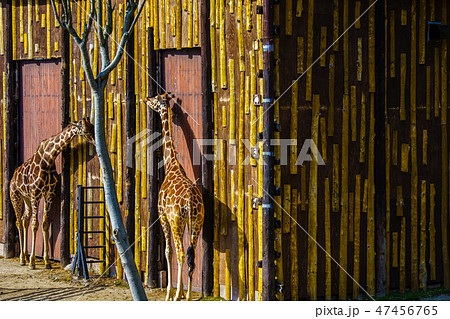 アミメキリン　【動物】 47456765