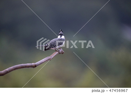 Adult male Crested kingfisher(Megaceryle lugubris) 47456967