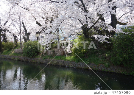 春の高崎城址公園の堀 47457090