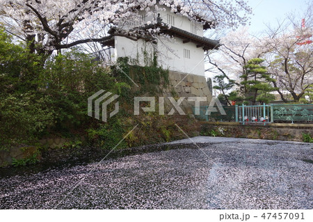 高崎城址公園のお堀に桜の花びらがたくさん 高崎城址公園のお堀に桜の花びらがたくさん 47457091