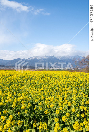 真冬の菜の花と雪雲に包まれた比良山系 47457164