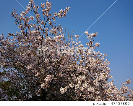 満開のソメイヨシノと青空 47457306