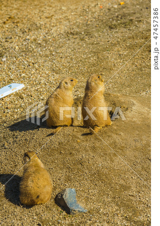 オグロプレーリードッグ 【動物】 オグロプレーリードッグ 【動物】 47457386