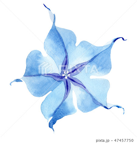 Blue brugmansia floral botanical flower. Watercolor background set. Isolated brugmansia illustration 47457750