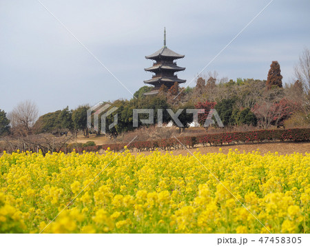 菜花咲く備中国分寺五重塔 47458305