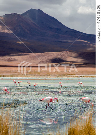 Blue lake with Flamingos eating 47458506